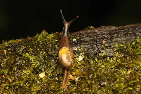 Una Lumaca Campo Sta Nutrendo Tra Cespugli Questo Mollusco Nome — Foto Stock