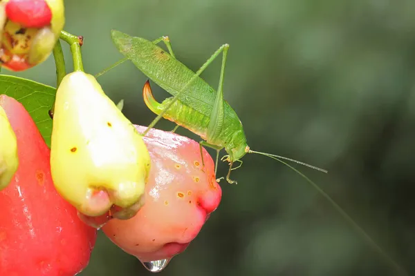 Katydid Verde Está Procura Presas Nos Arbustos — Fotografia de Stock