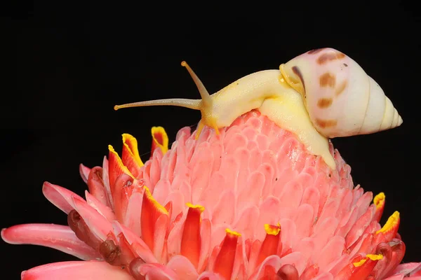 小さなカタツムリが茂みの中で採餌しています — ストック写真