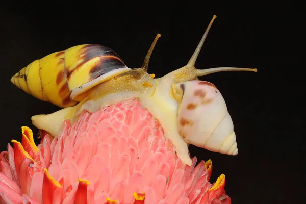 Zwei Kleine Schnecken Auf Nahrungssuche Einem Palmfruchtstrauß — Stockfoto