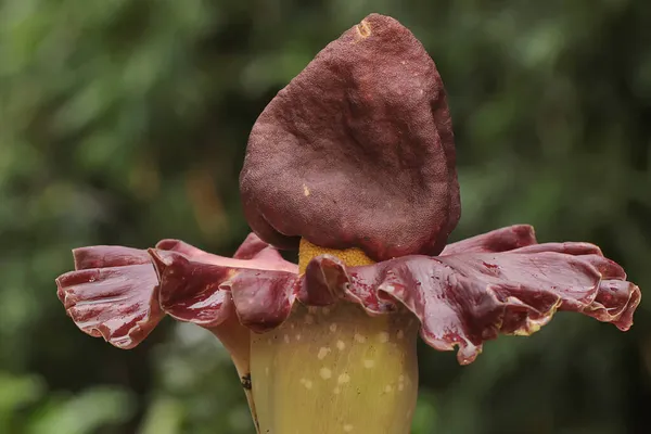Ομορφιά Της Μυρωδιάς Λουλούδι Κρίνο Πλήρη Άνθιση Αυτό Φυτό Έχει — Φωτογραφία Αρχείου