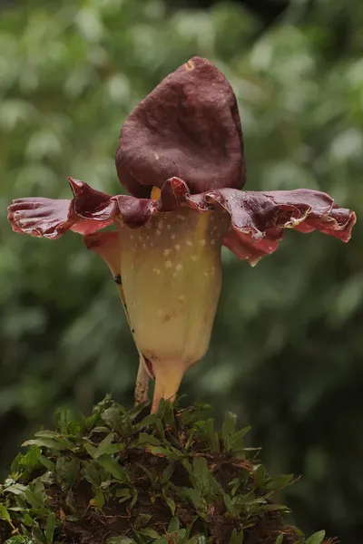 Piękno Cuchnącego Kwiatu Lilii Pełnym Rozkwicie Roślina Naukową Nazwę Amorphophallus — Zdjęcie stockowe