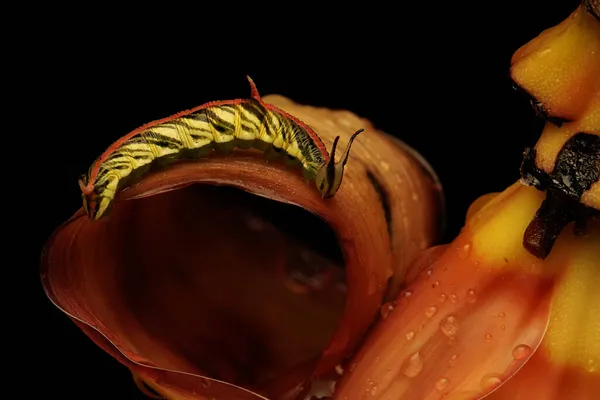 애벌레가 야생화를 — 스톡 사진