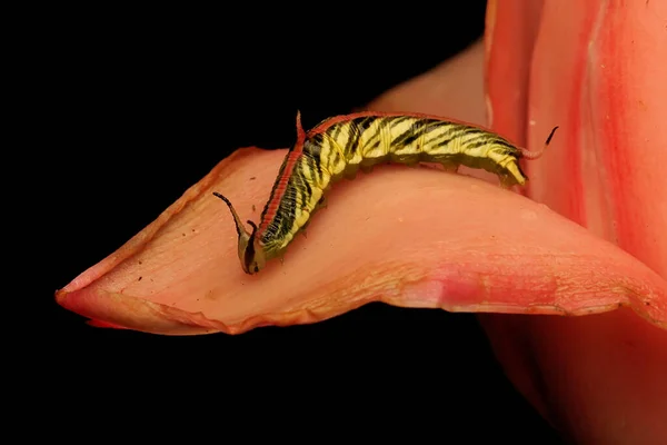 Μια Κάμπια Τρώει Αγριολούλουδα — Φωτογραφία Αρχείου
