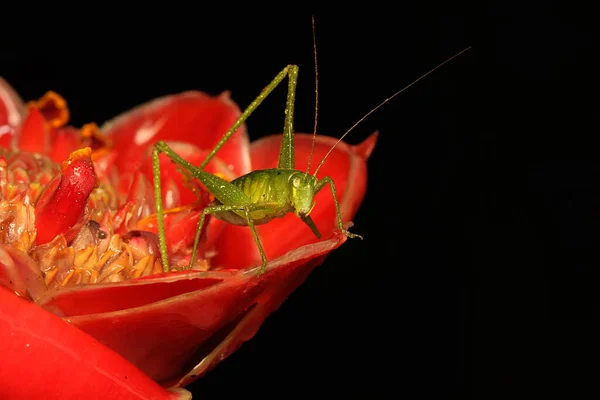 Uzun Bacaklı Genç Bir Çekirge Çalılıklarda Yiyecek Arıyor Böceğin Bilimsel — Stok fotoğraf