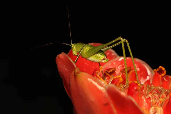 Een Langbenige Sprinkhaan Aan Het Foerageren Struiken Dit Insect Heeft — Stockfoto