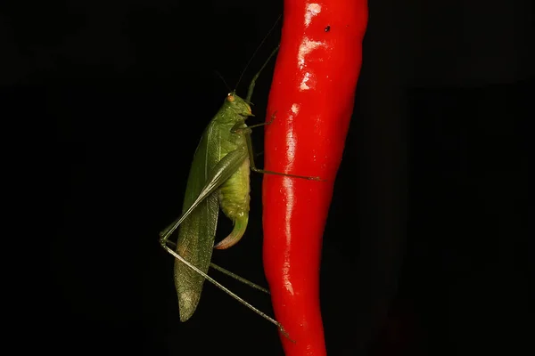 Saltamontes Patas Largas Está Buscando Los Arbustos Este Insecto Tiene — Foto de Stock