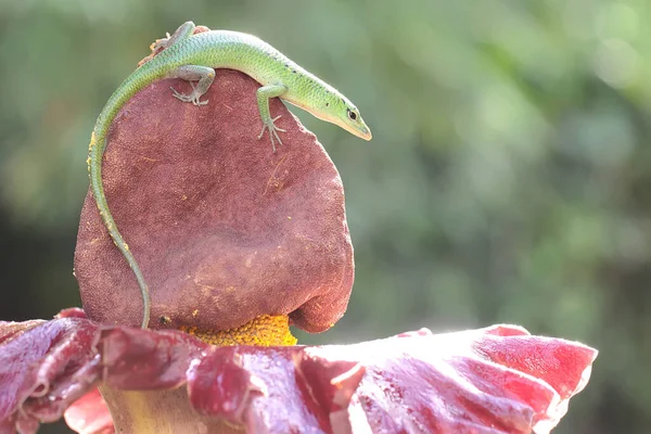 มรกตต นไม กระต Lamprolepis Smar Ina นอาบแดดก อนท จะเร จกรรมประจ — ภาพถ่ายสต็อก