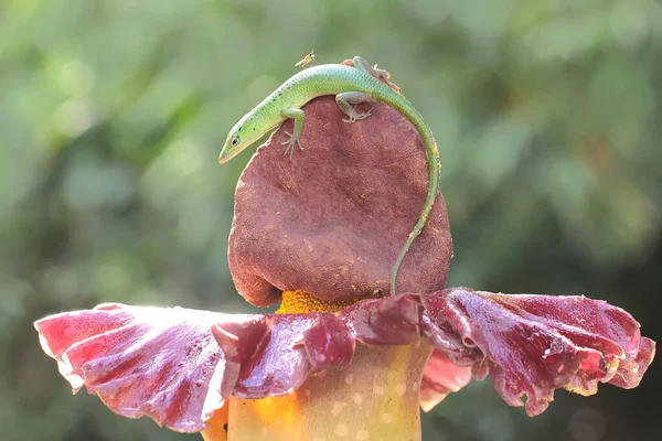 Scinque Émeraude Lamprolepis Smaragdina Prend Bain Soleil Avant Commencer Ses — Photo