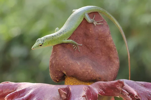 Egy Smaragd Tree Skink Lamprolepis Smaragdina Napozik Mielőtt Megkezdené Napi — Stock Fotó