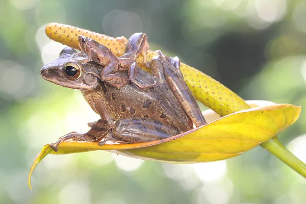 一只带着孩子的普通树蛙妈妈躺在一朵野花上 这只青蛙也被称为条纹树蛙 它的学名是Polypedates Leucomystax — 图库照片