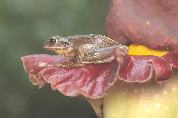 Ένας Κοινός Βάτραχος Που Αναπαύεται Ένα Άγριο Λουλούδι Βάτραχος Γνωστός — Φωτογραφία Αρχείου