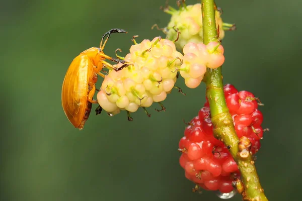 Escarabajo Cucurbit Está Buscando Comida Arbusto Este Insecto Tiene Nombre — Foto de Stock