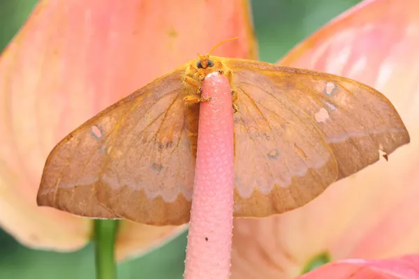 Moth Looking Honey Anthurium Flower — Stock Photo, Image