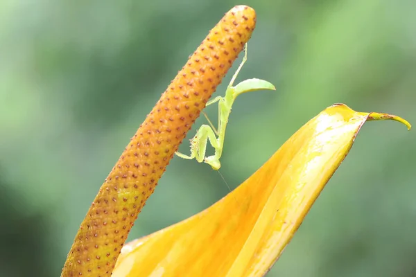 Una Mantis Religiosa Está Posada Sobre Una Flor Silvestre —  Fotos de Stock
