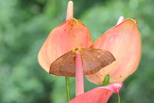 Una Falena Sta Cercando Miele Fiore Anthurium — Foto Stock