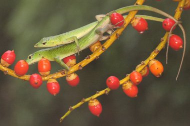 İki zümrüt ağacı derisi (Lamprolepis smaragdina) çalılıklarda çiftleşir..