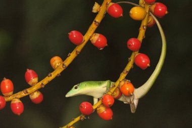 Bir zümrüt ağaç kayması (Lamprolepis smaragdina) günlük aktivitelerine başlamadan önce çalılıklarda güneşlenir.. 