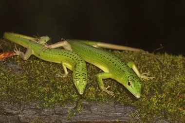 İki zümrüt ağacı derisi (Lamprolepis smaragdina) çalılıklarda çiftleşir..