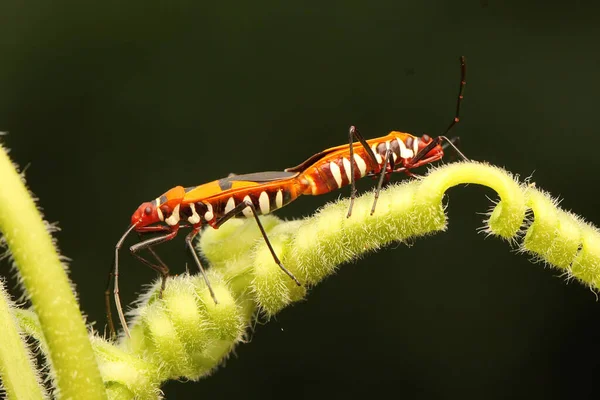 Une Paire Punaises Rouges Coton Dysdercus Cingulatus Accouplent Sur Buisson — Photo