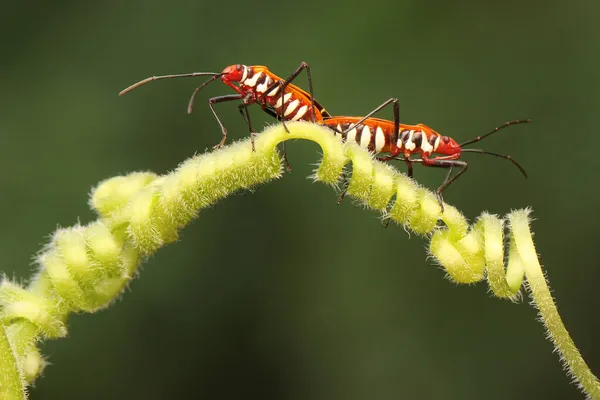 Paio Insetti Rossi Cotone Dysdercus Cingulatus Stanno Accoppiando Cespuglio — Foto Stock