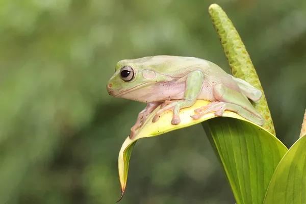 でこぼこの木のカエルが休んでいる 学名はLitoria Caeruleaです — ストック写真