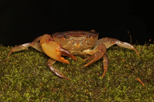 Field Crab Shows Expression Ready Attack Animal Has Scientific Name — Stock Photo, Image