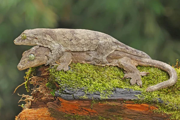 Par Gecos Gigantes Halmahera Están Apareando Este Reptil Endémico Isla —  Fotos de Stock