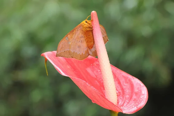 Ćma Szuka Miodu Kwiatach Anthurium — Zdjęcie stockowe