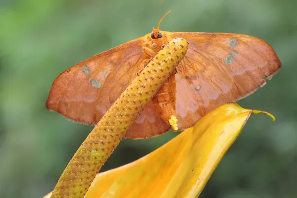 Papillon Cherche Miel Dans Une Fleur Anthurium — Photo