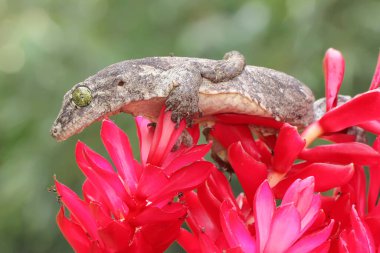 Bir Halmahera dev kertenkelesi güneş banyosu yapıyor. Endonezya, Halmahera Adası 'ndan gelen bu sürüngen bilimsel adı Gehyra marginata' dır.. 