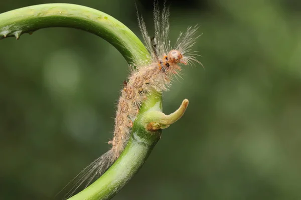 Caterpillar Foraging Bush — Stock Photo, Image