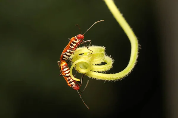 在灌木丛中交配的有一对红棉虫 红棉虫 — 图库照片