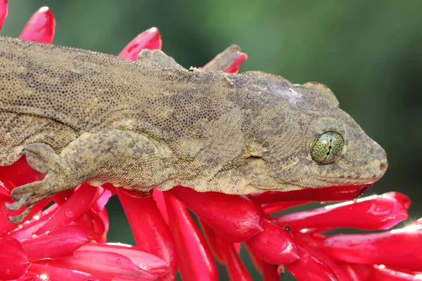Halmahera Giant Gecko Sunbathing Endemic Reptile Halmahera Island Indonesia Has — Stock Photo, Image