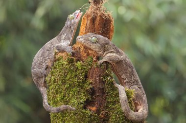 A pair of Halmahera giant geckos are mating. This endemic reptile from Halmahera Island, Indonesia has the scientific name Gehyra marginata.  clipart