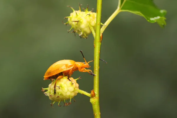 Escarabajo Cucurbit Está Buscando Comida Una Fruta Silvestre Este Insecto —  Fotos de Stock