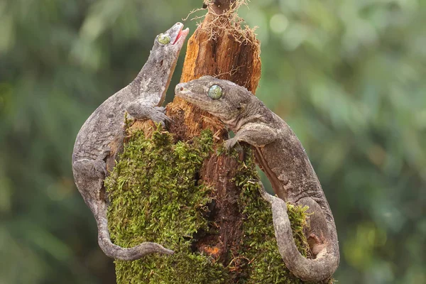 Пара Гигантских Гекконов Хальмахера Спариваются Эндемичная Рептилия Острова Хальмахера Индонезия — стоковое фото