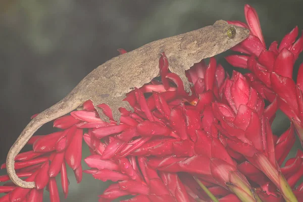 Halvmahera Gigantisk Gecko Solar Denna Endemiska Reptil Från Halmahera Island — Stockfoto