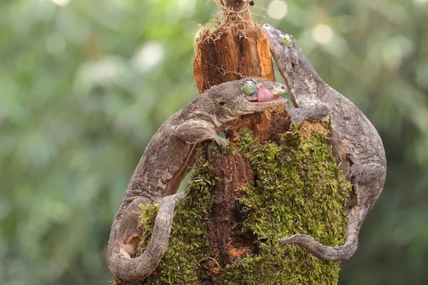 Ett Par Halvmahera Gigantiska Geckor Parar Sig Denna Endemiska Reptil — Stockfoto