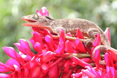 Bir Halmahera dev kertenkelesi güneş banyosu yapıyor. Endonezya, Halmahera Adası 'ndan gelen bu sürüngen bilimsel adı Gehyra marginata' dır.. 