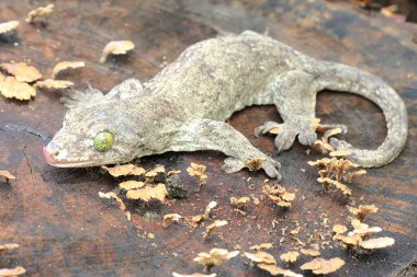 Bir Halmahera dev kertenkelesi güneş banyosu yapıyor. Endonezya, Halmahera Adası 'ndan gelen bu sürüngen bilimsel adı Gehyra marginata' dır.. 