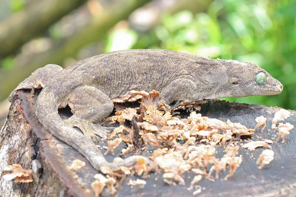 Uma Lagartixa Gigante Halmahera Está Tomando Sol Este Réptil Endêmico — Fotografia de Stock