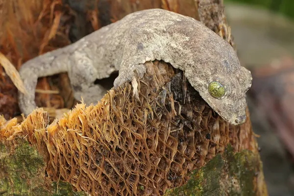 머리아 도마뱀붙이는 일광욕을 있습니다 인도네시아할 마헤라 섬에서 토착종은 과학적으로 Gehyra — 스톡 사진