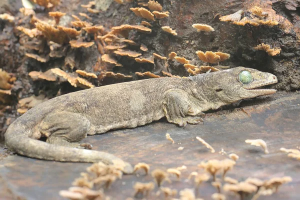 Gecko Géant Halmahera Prend Bain Soleil Reptile Endémique Île Halmahera — Photo