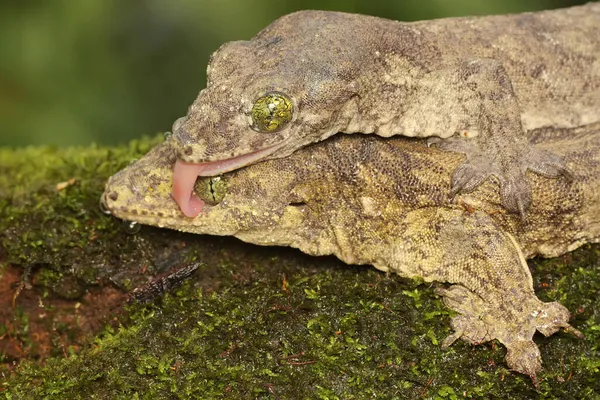 Par Geckos Gigantes Halmahera Estão Acasalando Este Réptil Endêmico Ilha — Fotografia de Stock