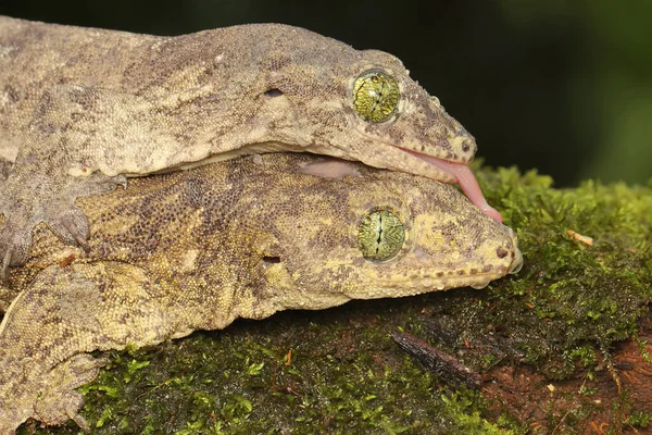 Ett Par Halvmahera Gigantiska Geckor Parar Sig Denna Endemiska Reptil — Stockfoto