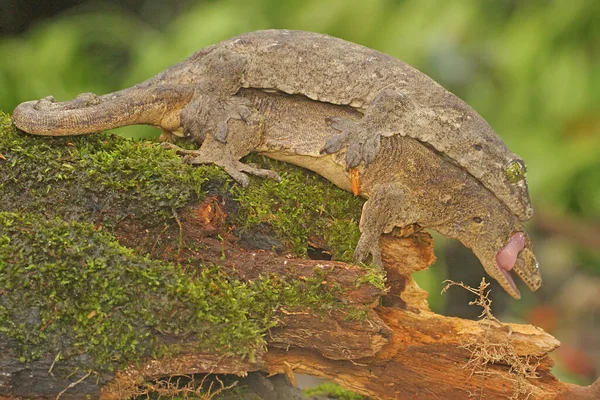 Par Geckos Gigantes Halmahera Estão Acasalando Este Réptil Endêmico Ilha — Fotografia de Stock