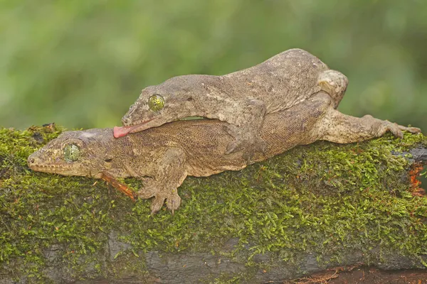 Par Geckos Gigantes Halmahera Estão Acasalando Este Réptil Endêmico Ilha — Fotografia de Stock