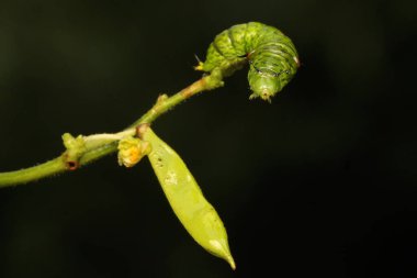 Yeşil bir tırtıl genç bir izin yiyor..