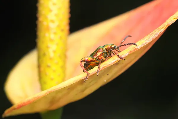 Escaravelho Anda Procura Comida Num Arbusto Este Inseto Tem Nome — Fotografia de Stock